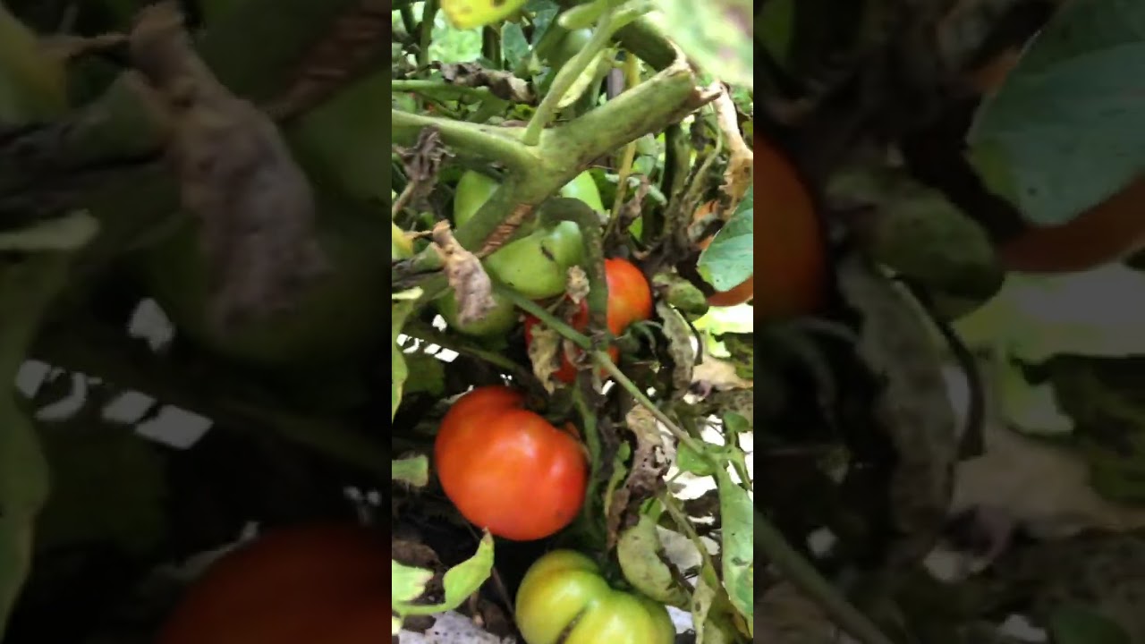 Tomatoes tomatoes tomatoes YouTube
