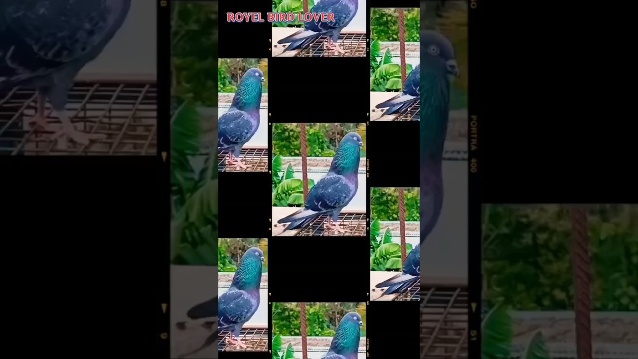 Kabootar status 🔥 