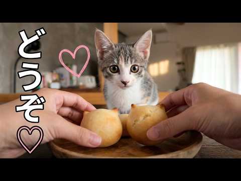 大好きなお兄ちゃんが作ったパンを食べる子ねこ♡【野良猫・保護猫】