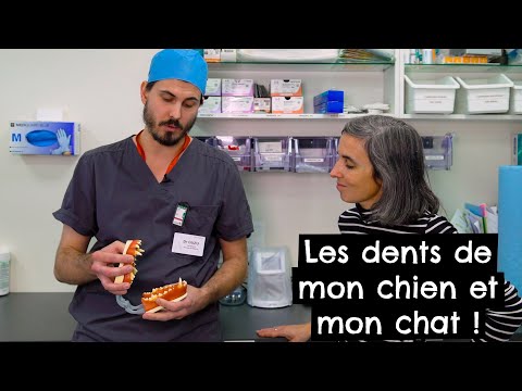 Vidéo: 5 Choses Qui Aideront à Garder Les Dents De Votre Chien Propres Entre Les Visites Chez Le Dentiste Doggy