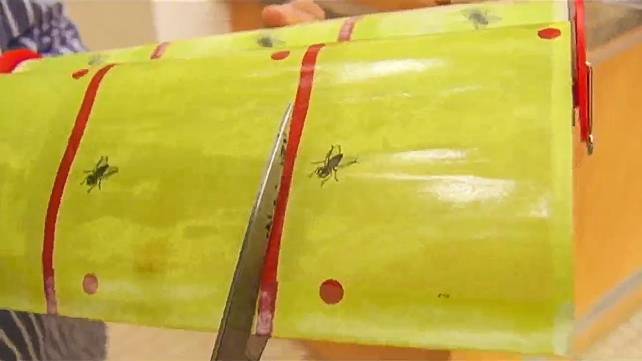 Combat spotted lanternflies with sticky bands YouTube