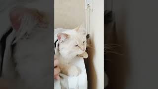 На полном расслабоне. Зефир #кот #кошка #коты #зефир #счастье #cat #cats #animals #dog #прикол