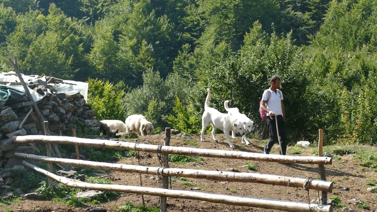 BJESHKÊT E VUTHAJVE - "Fusha e Sirme" - Reportazh