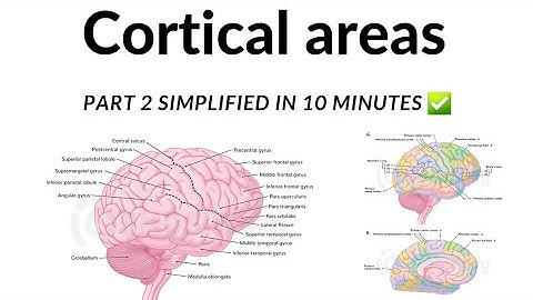 Cortical areas Part 2 made EASY ✅️ #youtube #anatomy #brain #cortex #easy