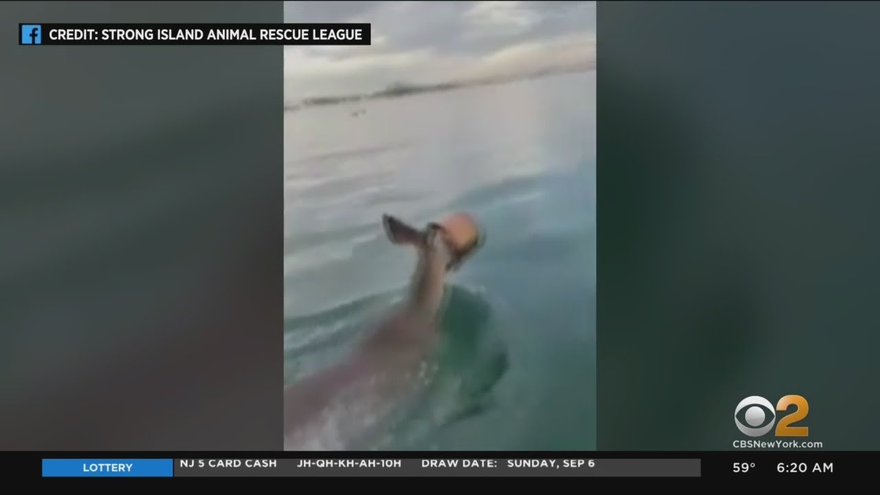 Deer Rescued From Long Island Sound - YouTube