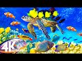 4K Underwater Wonders - Relaxing Music - Coral Reefs, Fish & Colorful Sea Life