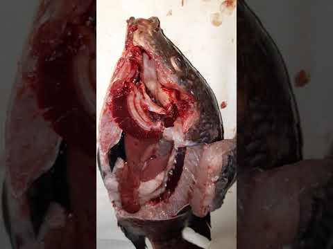 تشريح سمكة البلطي