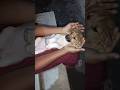 cute పప్పీ