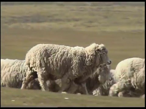 Video: Varför Argentina Gör Anspråk På Falklandsöarna
