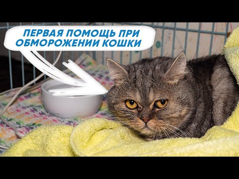 оптимальное кормление для кошки