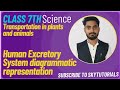 Transportation in humans: Human Excretory System diagrammatic representation #humanexcretorysystem
