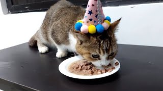 Happy 1st birthday to our cute kitten Fifi #cat #kucing #kitten #catlover by Playful Kitten 130 views 8 months ago 2 minutes, 27 seconds