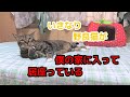 #185【猫のほのぼのする話】いきなり野良猫が僕の家に入って居座っている