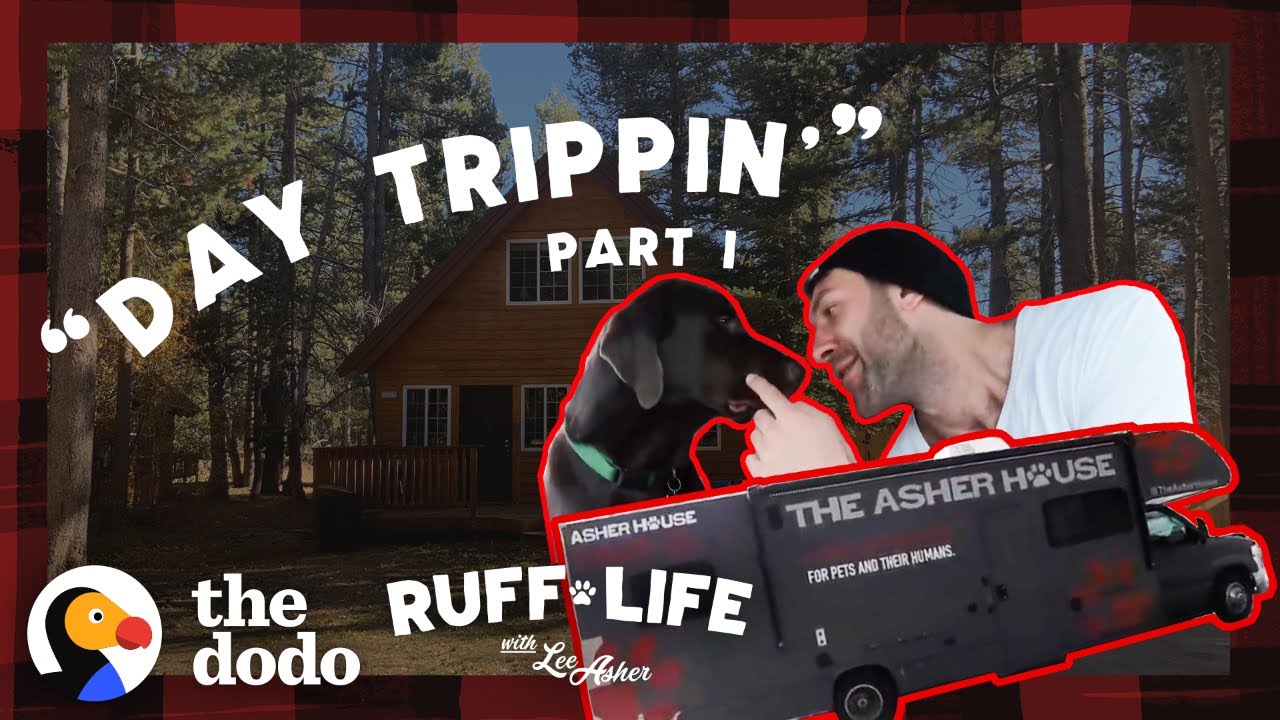 The Pack's Road Trip Gets Off to a Rocky Start | Ruff Life With Lee Asher