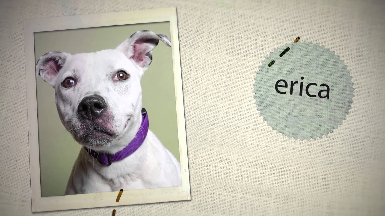 Sean Casey The Dog Show Adoption Video