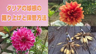 ダリアの球根の掘り上げと保管方法 Dahlia Bulb Preservation Youtube