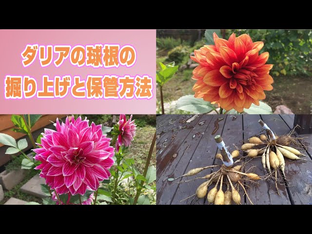 ダリアの球根　おいてけ掘り ダリアの球根の掘り上げと保管方法 [Dahlia bulb preservation] - YouTube