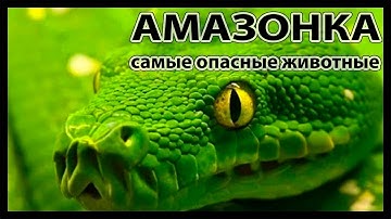 Самые опасные животные Амазонии