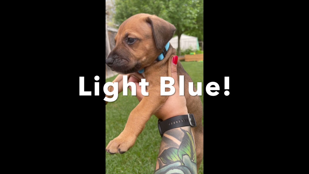 Dog Names That Start With H - 200 Cute and Unique Ideas!