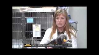 Halloween Pet Safety KTAB News  Oct.28 2013