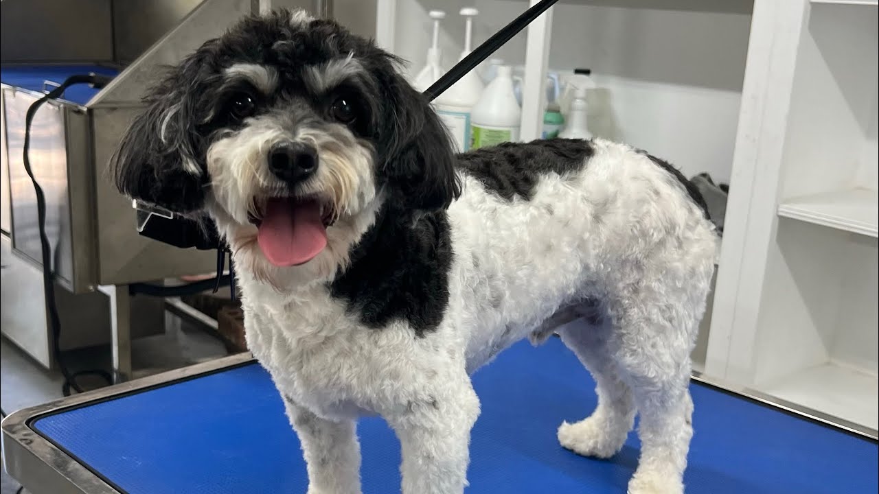 Charlie está listo / is ready! - YouTube