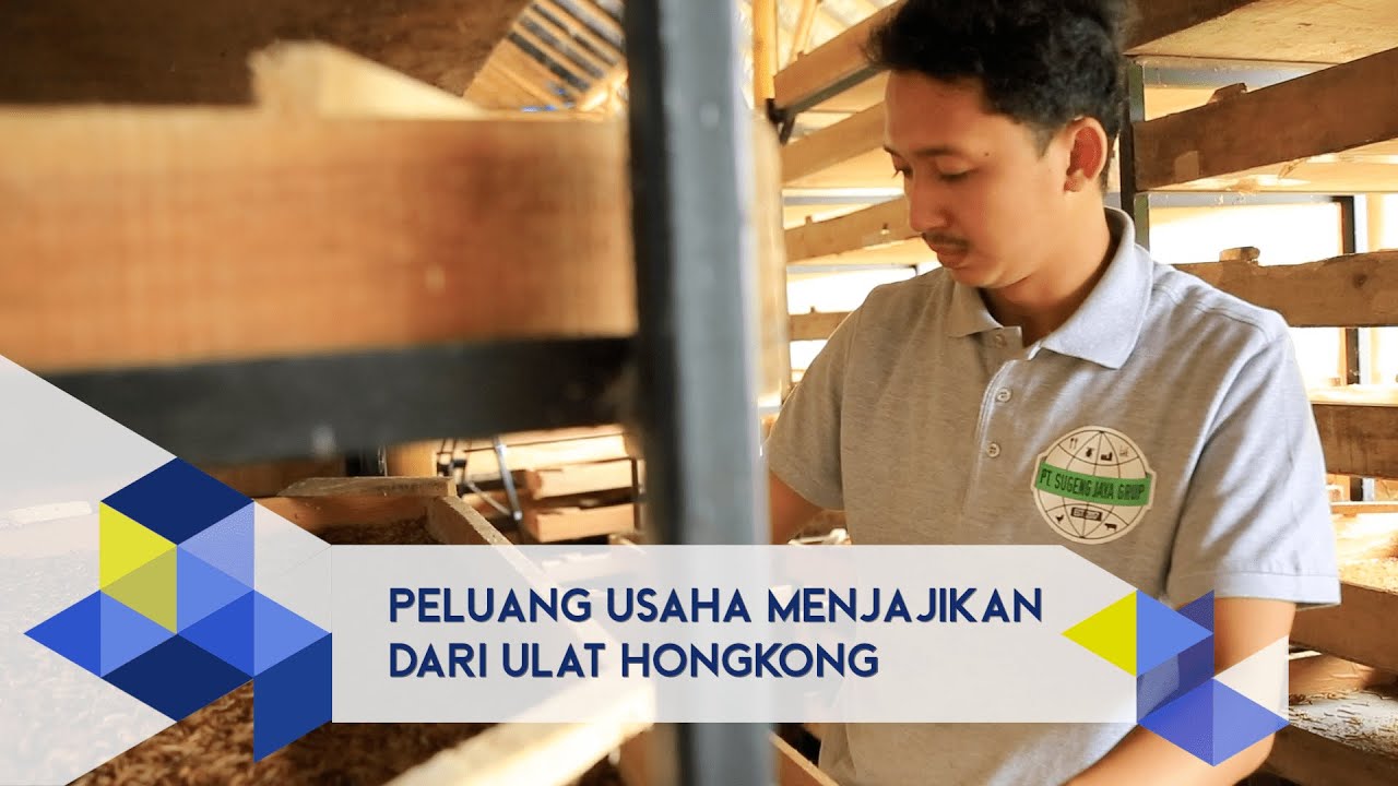 IPB Pedia: Mengulik Budidaya Ulat Hongkong Bersama PT. Sugeng Jaya Farm