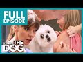Victoria shocked when child gets bitten by pure evil dog  full episode  its me or the dog