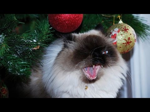 Вопрос: Как защитить новогоднюю елку от кота?