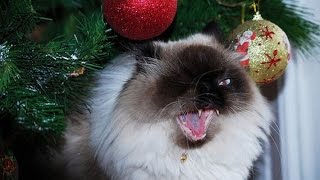 КАК УБЕРЕЧЬ НОВОГОДНЮЮ ЕЛКУ ОТ РЕБЕНКА И КОТА КАК УБЕРЕЧЬ НОВОГОДНЮЮ ЕЛКУ ОТ РЕБЕНКА И КОТА