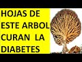 El Árbol 🌳 SANADOR  de la  DIABETES Sus  Hojas son MERA  💉 Insulina 1 Esperanza de Luz  a su Alcance