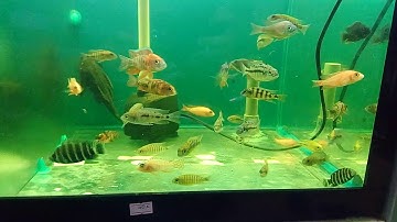 [Cá Cảnh Tuấn Phong] Aly thái + Ranchu