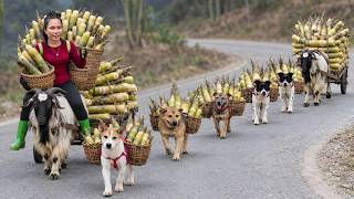 Harvesting Giant Bamboo Shoots with Loyal Dogs & Goats to Sell at Market & Cooking for Farm Animals