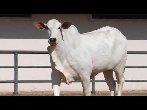 LOTE   156