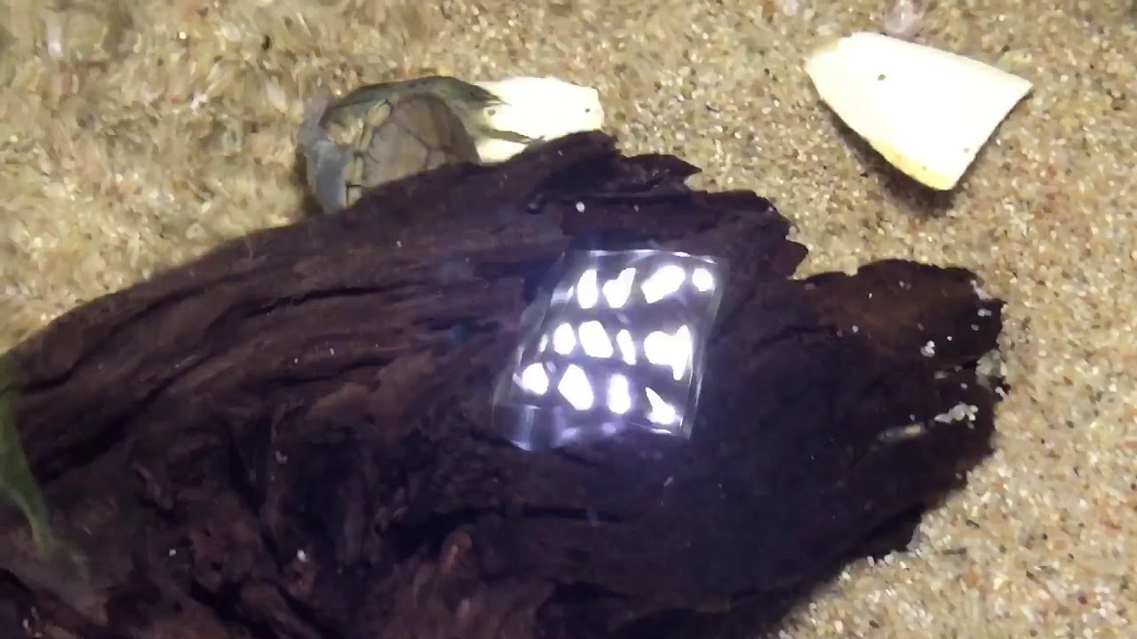 Claudius angustatus hunting crayfish YouTube