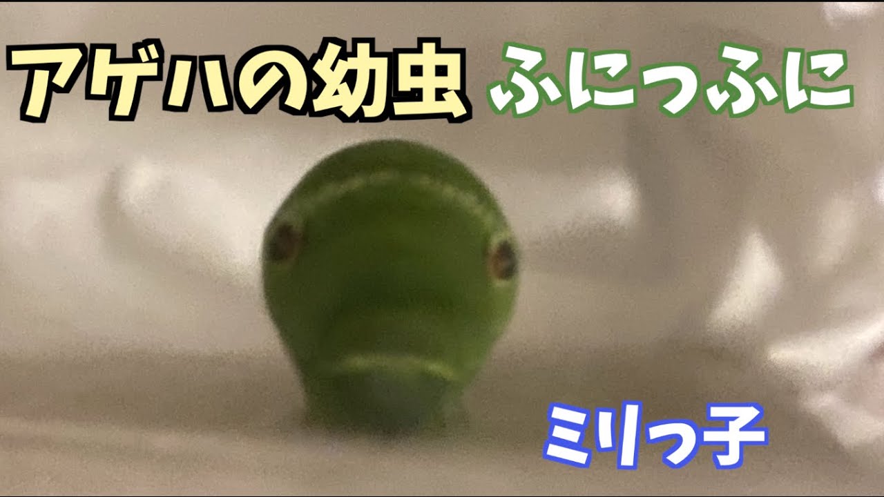アゲハの幼虫 ミリっ子の可愛いシーン集 5 21 23 Youtube アゲハの幼虫 ミリっ子の可愛いシーン集 5 21 23 Youtube
