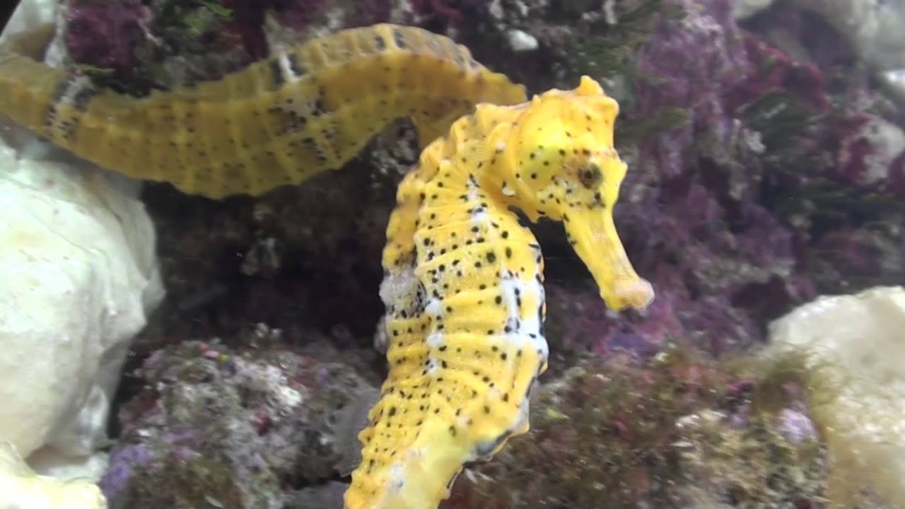 Seahorse *** YouTube Seahorse *** YouTube