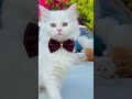 Cute cat video ❤️❤️|#trending #viral #shortvideo #cutecat| #itzzmariyam |