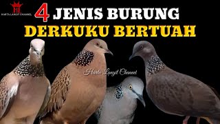 Mitos 4 Jenis Burung Derkuku / Tekukur Bertuah