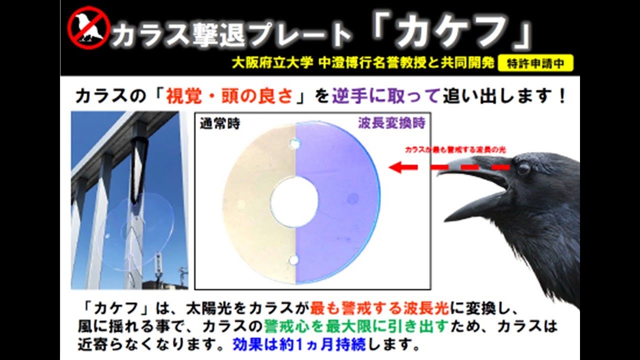 新商品】大阪府立大学中澄博行名誉教授と共同開発！カラスの視覚・頭の