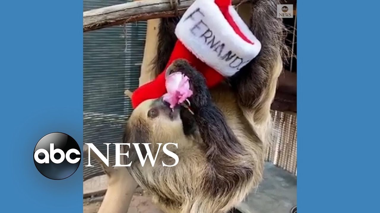 Sloth enjoys tasty stocking stuffer