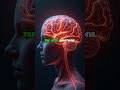 Cognitive Mapping: The Brain Science Behind Persuasive Commercials