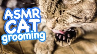 ASMR Cat  Grooming #40