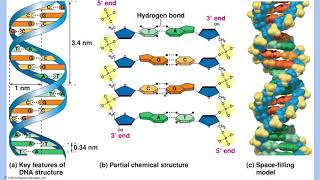 Nucleotide Pairing - More Explanation