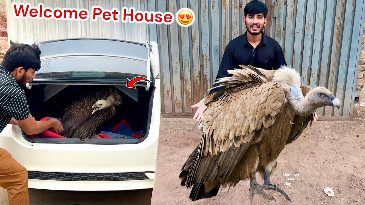 FINALLY VULTURE KO MINI ZOO LY AAY 😍 WELCOME 🤗