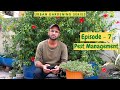 Episode 7 - Pest Management | Urban Gardening Series