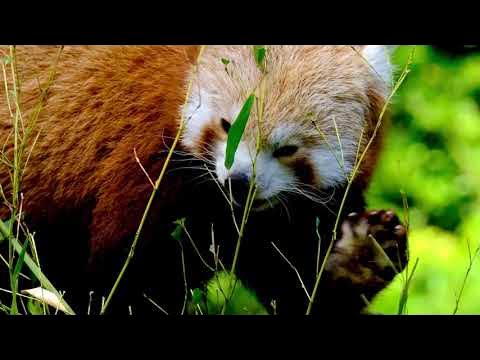 Red Pandas: The Firefoxes of the Forest - YouTube