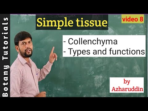 Simple tissue - Collenchyma // Structure, types & functions//