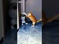 দুই বিয়ালের একশন 😮#cat #funny #funnyshorts #funnyvideo