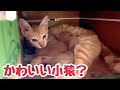 赤ちゃん猫が小猿に見える？すくすくと育つ可愛い子猫たちとの日々に感じる幸せ
