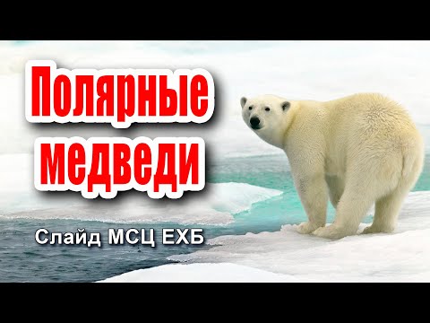 Video: Sledenje Polarnih Medvedov V Manitobi